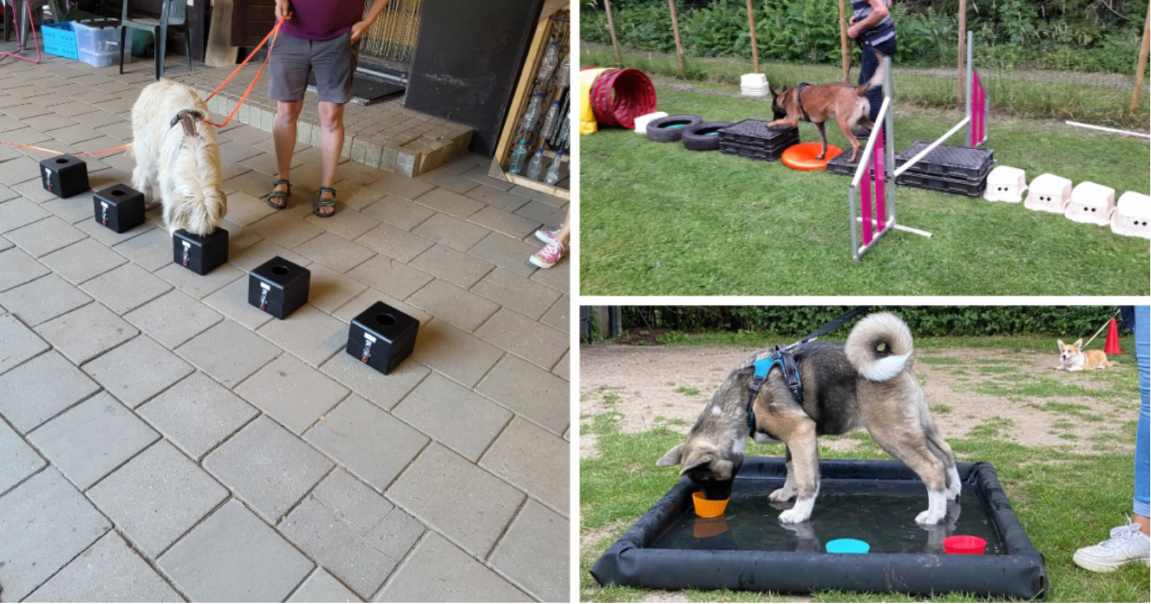 Hondenschool Lingewaard