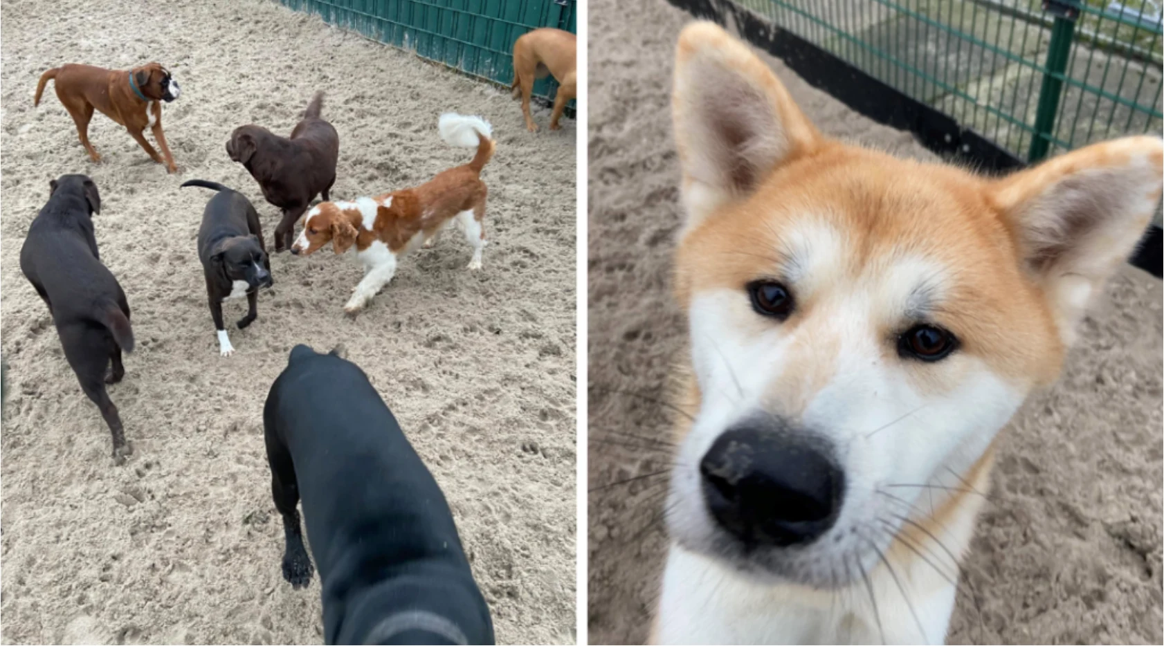 Dierenpension De Driehoek