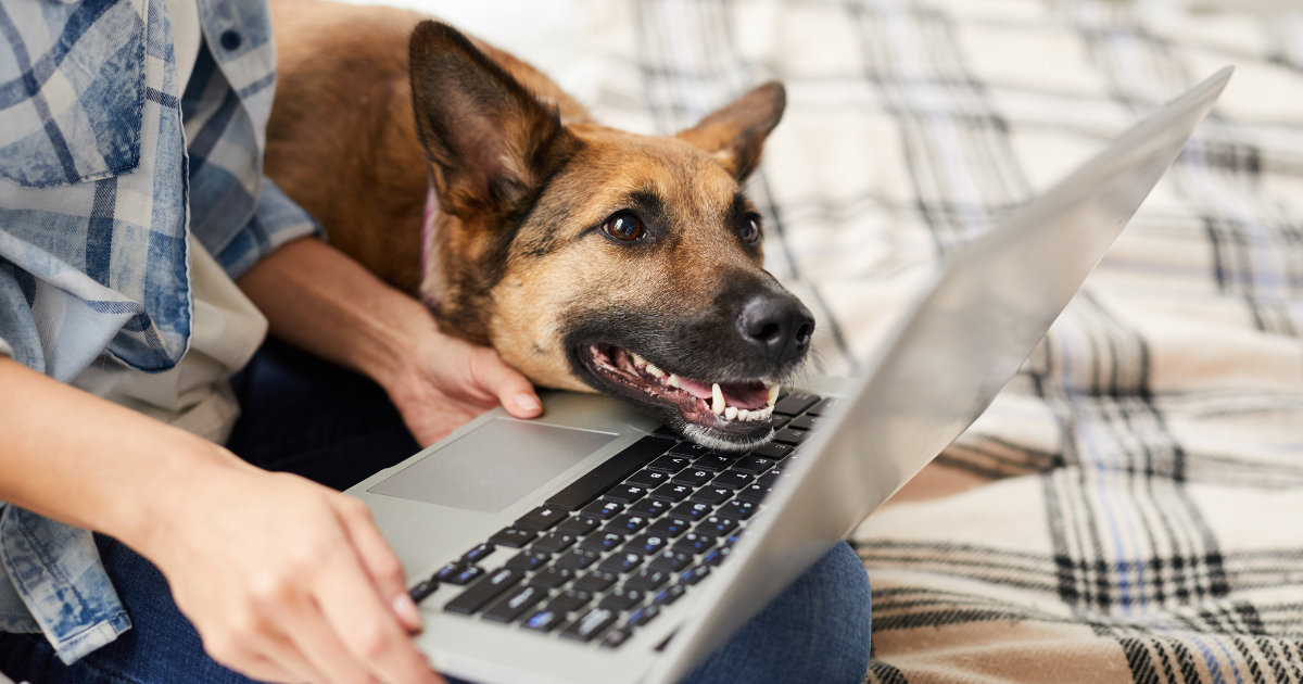 Voordelen van een boekingssysteem voor jouw dierenbedrijf