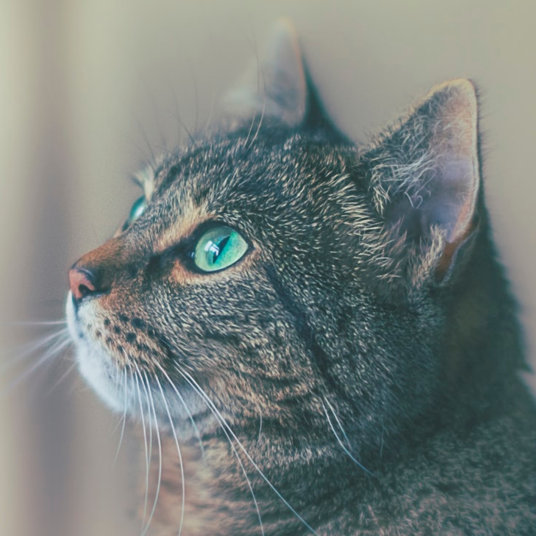 Dit waren de populairste kattennamen van 2020!