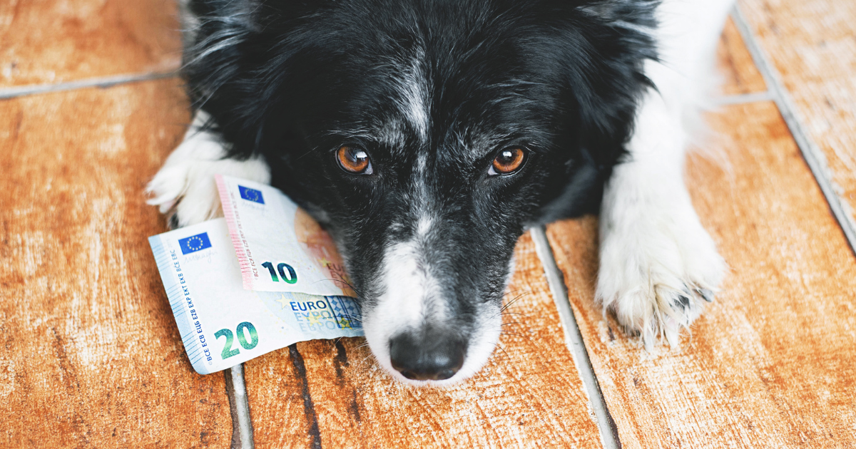 5 tips om kosten te besparen voor jouw dierenbedrijf