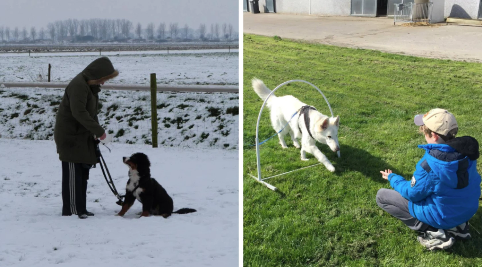 The Dog Company