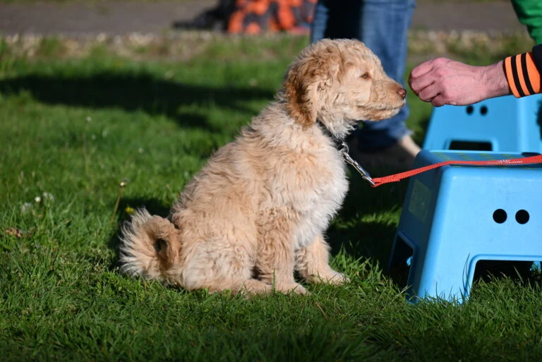 Hondencentrum Dogs-Time