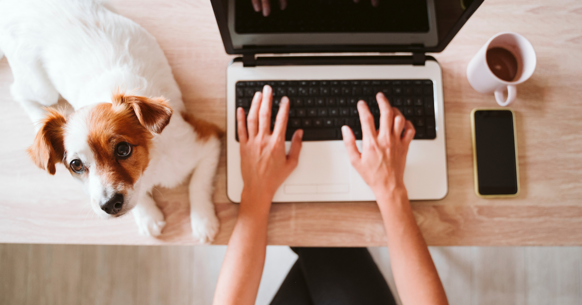 4 tips om jouw dierenbedrijf hoger in de Google zoekresultaten te krijgen