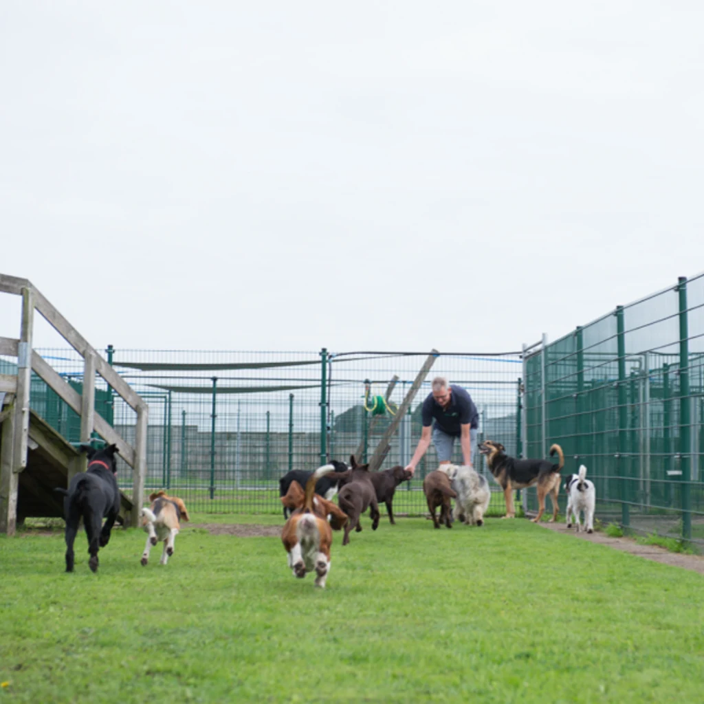Dierenpension De Driehoek