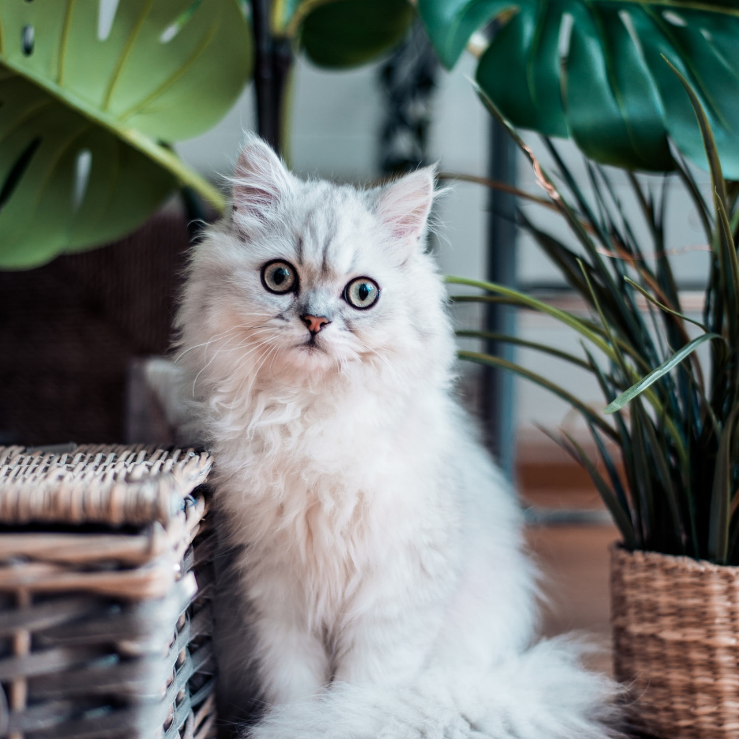 Dit waren de populairste kattenrassen van 2020!